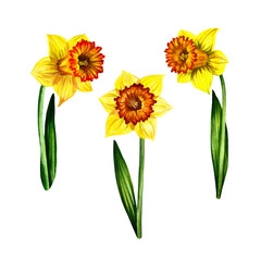 Three yellow flowers of daffodils. Isolate on white background. Watercolor illustration. For design solutions