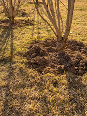 Planted trees in sunny weather in spring