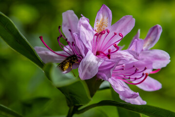 Bee in the flowers