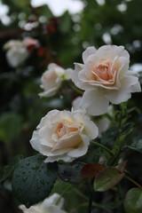roses in garden