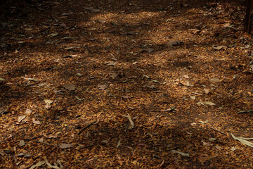 Background and texture of dry leaves on ground