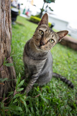 Naklejka na ściany i meble Cat in Thailand