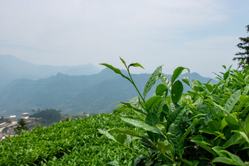 Tea fields in mountain villages in Anxi County, China.