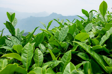 Tea fields in mountain villages in Anxi County, China.