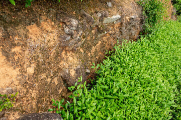 Green tea in ecological tea garden.