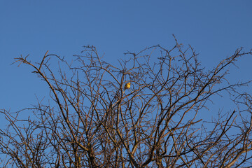 Leuchtende Goldammer im Baum