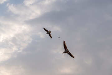Due gabbiani in cielo e un aereo tra le nuvole