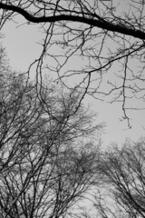 silhouette of a tree