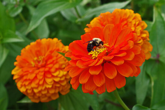 Insect perched on a bright orange flower of Zinnia haageana