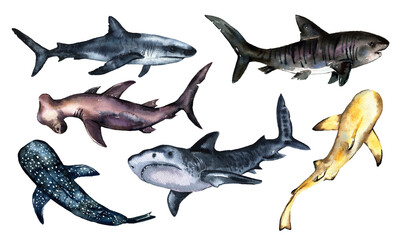 Watercolor Sharks, ocean animals collection isolated on white background. Cute cartoon underwater animals illustration. High quality illustration