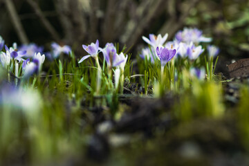 Wiosenne kwiatki 