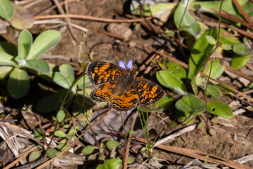 Closeup of a mother-of-pearl butterfly among green grass