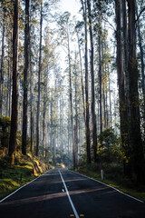 Obraz premium The Black Spur near Narbethong in Australia