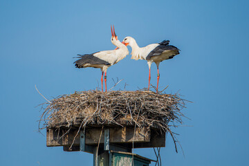 Storchenpaar bei der Balz