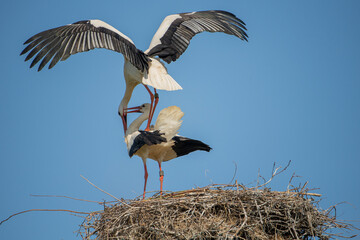 Storchenpaar während der Begattung