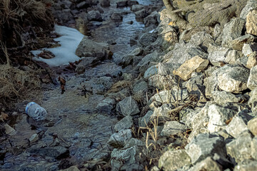 Water bottle floating down spring stream