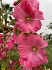 Pink hollyhocks blooming in the garden of early summer in Egypt
