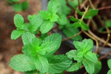 Close up of green mint plant growing in the vegetable garden.