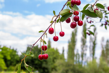 Sour cherry berries hanging on the tree branch