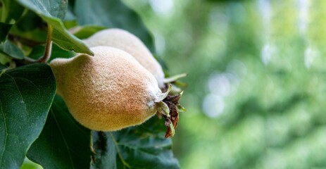 Unripe quince fruit hanging on a tree branch, space for text