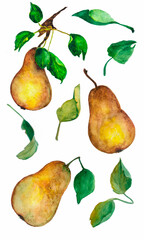 Set of watercolor pears and leaves.