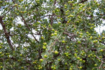 Fototapeta na wymiar Unripe hawthorn fruit hanging on bush branch
