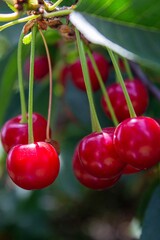 Sour cherry berries hanging on the tree branch