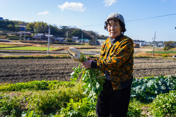 野菜の収穫をする高齢の女性