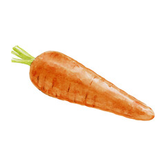 Carrot watercolor illustration on black background