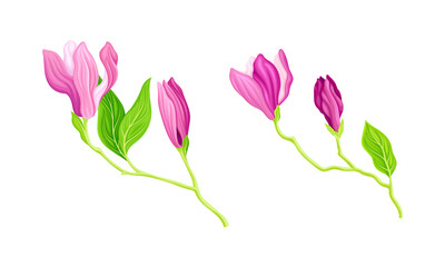 Summer or spring plant with pink flowers, buds and leaves vector illustration