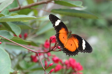 butterfly on flower