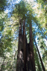 Tall redwoods trees in bright sunlight at Armstrong Redwoods State Natural Reserve, California, USA