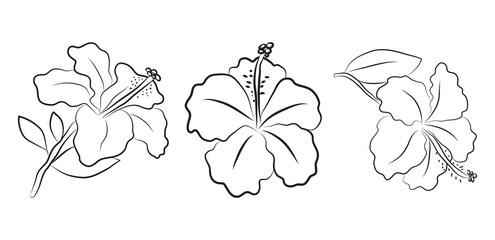 Hibiscus flowers drawn with lines. Set of isolated large open flower buds. For invitations and valentines