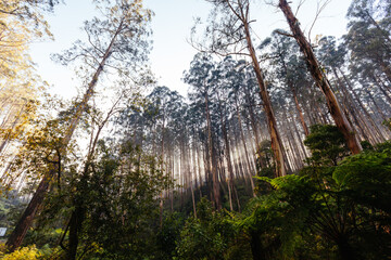 The Black Spur near Narbethong in Australia