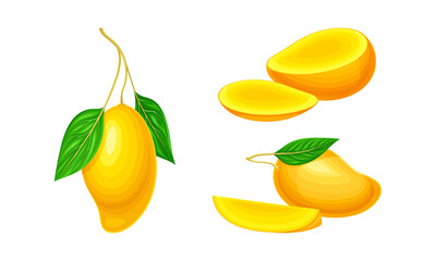 Fresh ripe mango set. Whole and pieces of sweet juicy organic fruit vector illustration