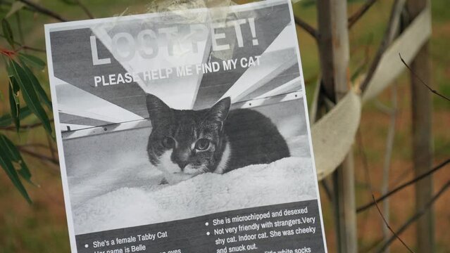 Lost Pet Sign Or Poster Of A Missing Family Cat, SLOW MOTION