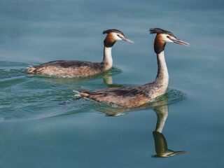 Great crested grebe (Podiceps cristatus), courtship, mating, couple of birds swim in the lake