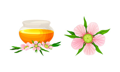 Pink Manuka plant flower and beneficial Manuka honey in glass jar vector illustration