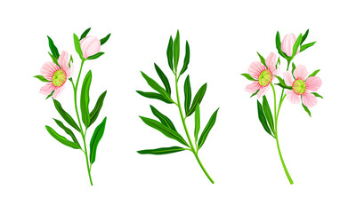 Fototapeta na wymiar Manuka plants set. Australian native pink flowers vector illustration