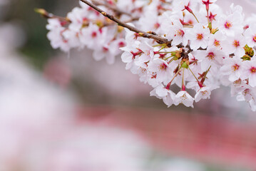 赤い橋をバックに咲く桜