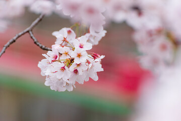 赤い橋をバックに咲く桜