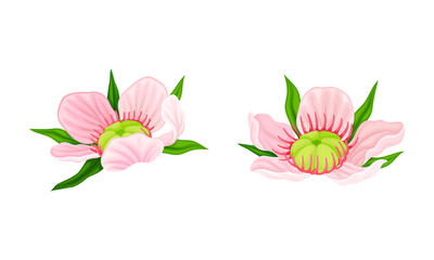 Fototapeta premium Manuka pink flowers set. Australian native plant vector illustration