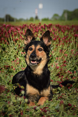 Dog is lying in crimson clover. He has so funny face he is smilling