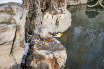 Duck bar-headed goose resting on the rocks on the shore