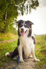 Border collie is sitting in the grass. He is so crazy dog on trip.