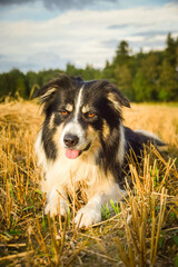 Border collie is lying in the grass. He is so crazy dog on trip.