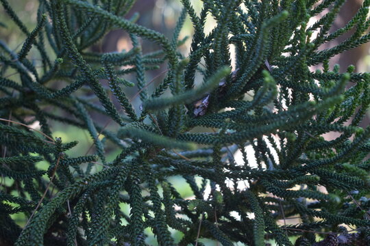 Green foliage of Melaleuca sp.