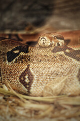 Closeup of a patterned python in the zoo of Dream Village in Morocco
