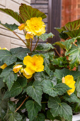 Yellow begonia