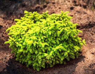 Picea abies Nidiformis